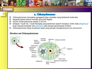 11 22 33 44 55 66 77 88 99 1010 1111
a.a. ChlamydomonasChlamydomonas
 Chlamydomonas merupakan ganggang hijau uniseluler yang berbentuk bulat telur
 bergerak bebas karena memiliki dua buah flagela
 Ukuran Chlamydomonas sekitar 3–30 mm
 terdapat 1 buah inti, 1 buah kloroplas yang berbentuk seperti mangkuk, bintik mata (stigma), 2
buah vakuola kontraktil, dan pirenoid, yaitu tempat penyimpanan amilum
 Chlamydomonas hidup di perairan tawar yang banyak mengandung ion-ion ammonium
Struktur sel Chlamydomonas
Vakuola kontraktilMembran
inti
Kantong
kloroplasSistem
membran
kloroplas
Mitokondria
Dinding sel
selulosa
Nukleolus
Pirenoid
Amilum
Ribosom
Sitoplasma
Badan
Golgi
Kromatin
Retikulum endoplasma
Bintik mata
Flagelum
 
