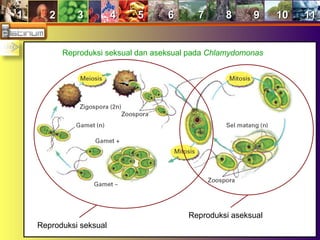 11 22 33 44 55 66 77 88 99 1010 1111
Reproduksi seksual dan aseksual pada Chlamydomonas
Reproduksi seksual
Reproduksi aseksual
 