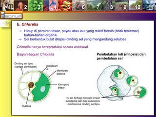 11 22 33 44 55 66 77 88 99 1010 1111
b. Chlorella
→ Hidup di perairan tawar, payau atau laut yang relatif bersih (tidak tercemar)
bahan-bahan organik
→ Sel berbentuk bulat dilapisi dinding sel yang mengandung selulosa
Chlorella hanya bereproduksi secara aseksual
Bagian-bagian Chlorella
Nukleus
Dinding sel tipis
(sangat permeabel) Sitoplasm
a
Membran
plasma
Kloroplas
besar
Pembelahan inti (mitosis) dan
pembelahan sel
Sel induk
Isi sel terbagi menjadi empat
autospora dan tiap autospora
membentuk dinding sel tipis
 
