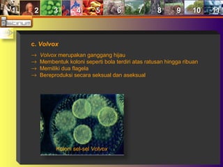 11 22 33 44 55 66 77 88 99 1010 1111
c. Volvox
→ Volvox merupakan ganggang hijau
→ Membentuk koloni seperti bola terdiri atas ratusan hingga ribuan
→ Memiliki dua flagela
→ Bereproduksi secara seksual dan aseksual
Koloni sel-sel Volvox
 