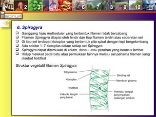 11 22 33 44 55 66 77 88 99 1010 1111
d. Spirogyra
 Ganggang hijau multiseluler yang berbentuk filamen tidak bercabang
 Filamen Spirogyra dilapisi oleh lendir dan tiap filamen terdiri atas sederetan sel
 Di tiap sel terdapat kloroplas yang berbentuk pita spiral dengan tepi bergelombang
 Ada sekitar 1–7 kloroplas dalam setiap sel Spirogyra
 Spirogyra dapat ditemukan di kolam, danau, atau perairan yang berarus lambat
 Hidup melekat pada batu atau permukaan lainnya melalui sel pertama filamen yang
disebut holdfast
Struktur vegetatif filamen Spirogyra
Sitoplasma
Kloroplas
Nukleus
Vakuola tengah
yang besar
Dinding sel
Membran plasma
Pirenoid, tempat
penyimpanan
cadangan amilum
 