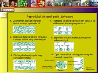 11 22 33 44 55 66 77 88 99 1010 1111
Reproduksi Seksual pada Spirogyra
1. Dua filamen saling berlekatan
karena adanya lapisan lendir
2. Terbentuk tabung-tabung konjugasi
di antara sel-sel yang berhadapan
3. Dinding-dinding ujung tabung
konjugasi melebur
4. Protoplas (isi sel) berpindah dari satu sel ke
sel lain dari filamen yang berbeda
5. Sepasang nukleus melakukan fusi dan
terbentuk zigot
6. Zigot membentuk dinding pelindung dan
menjadi zigospora
Nukleus diploid
Sitoplasma kaya
akan tetes minyak
Nukleus haploid
Dinding spora meluruh
Zigospora
berkecambah
Zigospora
 