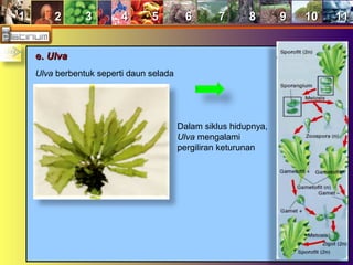 11 22 33 44 55 66 77 88 99 1010 1111
e.e. UlvaUlva
Ulva berbentuk seperti daun selada
Dalam siklus hidupnya,
Ulva mengalami
pergiliran keturunan
 
