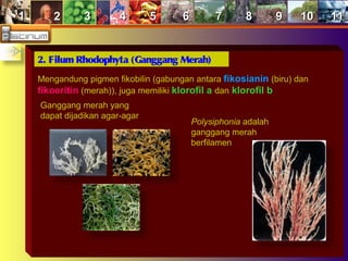 11 22 33 44 55 66 77 88 99 1010 1111
2. Filum Rhodophyta (Ganggang Merah)
Mengandung pigmen fikobilin (gabungan antara fikosianin (biru) dan
fikoeritin (merah)), juga memiliki klorofil a dan klorofil b
Ganggang merah yang
dapat dijadikan agar-agar
Polysiphonia adalah
ganggang merah
berfilamen
 