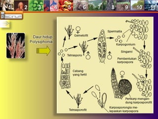 11 22 33 44 55 66 77 88 99 1010 1111
 