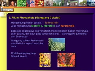 11 22 33 44 55 66 77 88 99 1010 1111
3. Filum Phaeophyta (Ganggang Cokelat)
Mengandung pigmen cokelat → fukosantin
Juga mengandung klorofil a, klorofil c, dan karotenoid
Beberapa anggotanya ada yang telah memiliki bagian-bagian menyerupai
akar, batang, dan daun pada tumbuhan darat → Macrocystis, Laminaria,
dan Ectocarpus
Ganggang cokelat Macrocystis
memiliki talus seperti tumbuhan
darat
Contoh ganggang yang
hidup di karang
Fucus Sargassum
 