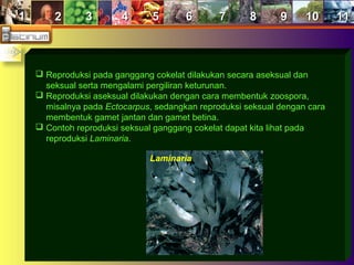 11 22 33 44 55 66 77 88 99 1010 1111
 Reproduksi pada ganggang cokelat dilakukan secara aseksual dan
seksual serta mengalami pergiliran keturunan.
 Reproduksi aseksual dilakukan dengan cara membentuk zoospora,
misalnya pada Ectocarpus, sedangkan reproduksi seksual dengan cara
membentuk gamet jantan dan gamet betina.
 Contoh reproduksi seksual ganggang cokelat dapat kita lihat pada
reproduksi Laminaria.
Laminaria
 