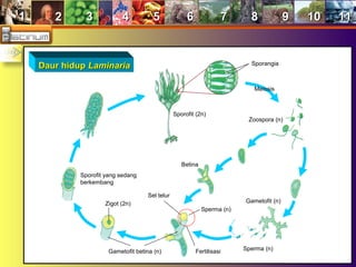 11 22 33 44 55 66 77 88 99 1010 1111
Daur hidupDaur hidup LaminariaLaminaria
Sporofit (2n)
Sporangia
Meiosis
Zoospora (n)
Betina
Gametofit (n)
Sperma (n)
Sperma (n)
Sel telur
Gametofit betina (n)
Zigot (2n)
Sporofit yang sedang
berkembang
Fertilisasi
 