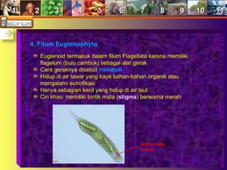11 22 33 44 55 66 77 88 99 1010 1111
4. Filum Euglenophyta
Euglenoid termasuk dalam filum Flagellata karena memiliki
flagelum (bulu cambuk) sebagai alat gerak
Cara geraknya disebut metaboli
Hidup di air tawar yang kaya bahan-bahan organik atau
mengalami eutrofikasi
Hanya sebagian kecil yang hidup di air laut
Ciri khas: memiliki bintik mata (stigma) berwarna merah
Bintik mata
merah
 
