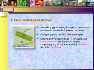 11 22 33 44 55 66 77 88 99 1010 1111
6. Filum Bacillariophyta (Diatom)6. Filum Bacillariophyta (Diatom)
 Memiliki anggota sebagai plankton, bentos atau
perifiton di perairan laut, payau, dan tawar
 Ganggang yang memiliki silia dan flagela
 Dinding selnya seperti kaca → tersusun atas
silika dioksida, secara umum disebut
cangkang yang terdiri atas wadah (hipoteka)
dan tutup (epiteka)
 