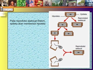 11 22 33 44 55 66 77 88 99 1010 1111
Pada reproduksi aseksual Diatom,
epiteka akan membentuk hipoteka
 