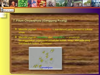 11 22 33 44 55 66 77 88 99 1010 1111
7. Filum Chrysophyta (Ganggang Pirang)7. Filum Chrysophyta (Ganggang Pirang)
 Memiliki pigmen fukosantin → karotenoid yang berwarna cokelat
emas
 Memiliki pigmen klorofil a dan klorofil c → umumnya
beranggotakan organisme uniseluler soliter, tetapi ada pula yang
membentuk koloni: Dinobryon
 