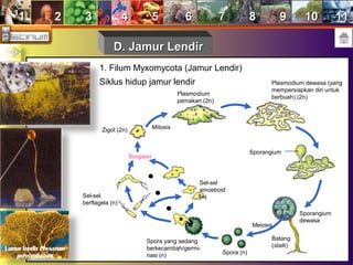 11 22 33 44 55 66 77 88 99 1010 1111
D. Jamur LendirD. Jamur Lendir
1. Filum Myxomycota (Jamur Lendir)
Jamur lendir Physarum
polycephalum
Siklus hidup jamur lendir
Spora (n)
Spora yang sedang
berkecambah/germi-
nasi (n)
Sel-sel
berflagela (n)
Sel-sel
amoeboid
(n)
Singami
Zigot (2n) Mitosis
Plasmodium
pemakan (2n)
Plasmodium dewasa (yang
mempersiapkan diri untuk
berbuah) (2n)
Sporangium
Sporangium
dewasa
Batang
(stalk)
Meiosis
 