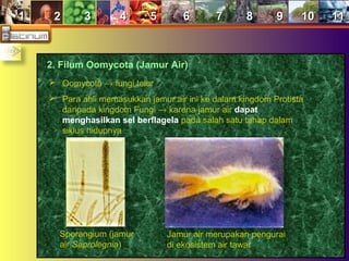 11 22 33 44 55 66 77 88 99 1010 1111
2. Filum Oomycota (Jamur Air)
 Oomycota → fungi telur
 Para ahli memasukkan jamur air ini ke dalam kingdom Protista
daripada kingdom Fungi → karena jamur air dapat
menghasilkan sel berflagela pada salah satu tahap dalam
siklus hidupnya
Sporangium (jamur
air Saprolegnia)
Jamur air merupakan pengurai
di ekosistem air tawar
 