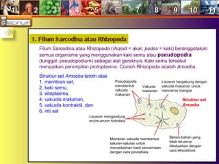11 22 33 44 55 66 77 88 99 1010 1111
1. Filum Sarcodina atau Rhizopoda
Filum Sarcodina atau Rhizopoda (rhizoid = akar, podos = kaki) beranggotakan
semua organisme yang menggunakan kaki semu atau pseudopodia
(tunggal: pseudopodium) sebagai alat geraknya. Kaki semu tersebut
merupakan penonjolan protoplasma. Contoh Rhizopoda adalah Amoeba.
Struktur sel Amoeba terdiri atas
1. membran sel,
2. kaki semu,
3. sitoplasma,
4. vakuola makanan,
5. vakuola kontraktil, dan
6. inti sel
Pseudopodia
membentuk
vakuola
makanan
Vakuola
makanan
Lisosom bergabung dengan
vakuola makanan untuk
mencerna mangsa
Bahan-bahan yang
tidak tercerna
dikeluarkan dengan
cara eksositosis
Membran vakuola membentuk
saluran-saluran untuk
menyebarkan hasil pencernaan
dengan cara pinositosis
Lisosom mengandung
enzim-enzim hidrolisis
Struktur sel
Amoeba
 