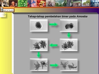 11 22 33 44 55 66 77 88 99 1010 1111
Tahap-tahap pembelahan biner pada Amoeba
 