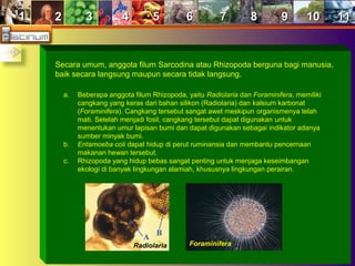 11 22 33 44 55 66 77 88 99 1010 1111
Secara umum, anggota filum Sarcodina atau Rhizopoda berguna bagi manusia,
baik secara langsung maupun secara tidak langsung.
a. Beberapa anggota filum Rhizopoda, yaitu Radiolaria dan Foraminifera, memiliki
cangkang yang keras dari bahan silikon (Radiolaria) dan kalsium karbonat
(Foraminifera). Cangkang tersebut sangat awet meskipun organismenya telah
mati. Setelah menjadi fosil, cangkang tersebut dapat digunakan untuk
menentukan umur lapisan bumi dan dapat digunakan sebagai indikator adanya
sumber minyak bumi.
b. Entamoeba coli dapat hidup di perut ruminansia dan membantu pencernaan
makanan hewan tersebut.
c. Rhizopoda yang hidup bebas sangat penting untuk menjaga keseimbangan
ekologi di banyak lingkungan alamiah, khususnya lingkungan perairan.
Radiolaria Foraminifera
 