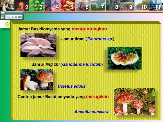 Buku x bab 6 (Jamur (Fungi))