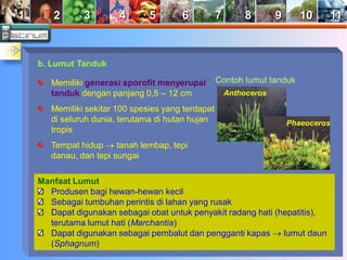 1 2 3 4 5 6 7 8 9 10 11 
b. Lumut Tanduk 
Memiliki generasi sporofit menyerupai 
tanduk dengan panjang 0,5 – 12 cm 
Memiliki sekitar 100 spesies yang terdapat 
di seluruh dunia, terutama di hutan hujan 
tropis 
Tempat hidup  tanah lembap, tepi 
danau, dan tepi sungai 
Manfaat Lumut 
Contoh lumut tanduk 
Anthoceros 
Phaeoceros 
Produsen bagi hewan-hewan kecil 
Sebagai tumbuhan perintis di lahan yang rusak 
Dapat digunakan sebagai obat untuk penyakit radang hati (hepatitis), 
terutama lumut hati (Marchantia) 
Dapat digunakan sebagai pembalut dan pengganti kapas  lumut daun 
(Sphagnum) 
 