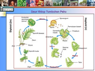 1 2 3 4 5 6 7 8 9 10 11 
Daur Hidup Tumbuhan Paku 
Spora 
Sporangium 
Permukaan bawah 
Gametofit Protalium 
masak 
Rizoid 
Arkegonium 
Anteridium 
Sperma 
motil 
Telur 
Sporofit dewasa 
Akar Rizom 
Sporofit muda 
Zigot 
Daun 
Kumpulan 
sporangia 
(sorus) 
Mitosis 
Mitosis 
Mitosis 
Pembuahan 
Diploid (2n) 
 