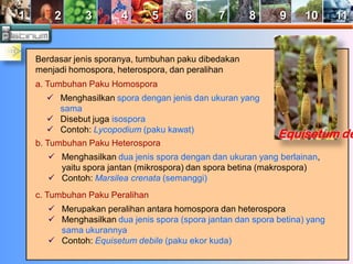 1 2 3 4 5 6 7 8 9 10 11 
Berdasar jenis sporanya, tumbuhan paku dibedakan 
menjadi homospora, heterospora, dan peralihan 
a. Tumbuhan Paku Homospora 
 Menghasilkan spora dengan jenis dan ukuran yang 
sama 
 Disebut juga isospora 
 Contoh: Lycopodium (paku kawat) 
b. Tumbuhan Paku Heterospora 
 Menghasilkan dua jenis spora dengan dan ukuran yang berlainan, 
yaitu spora jantan (mikrospora) dan spora betina (makrospora) 
 Contoh: Marsilea crenata (semanggi) 
c. Tumbuhan Paku Peralihan 
 Merupakan peralihan antara homospora dan heterospora 
 Menghasilkan dua jenis spora (spora jantan dan spora betina) yang 
sama ukurannya 
 Contoh: Equisetum debile (paku ekor kuda) 
Equisetum debile 
 