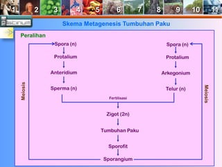 1 2 3 4 5 6 7 8 9 10 11 
Skema Metagenesis Tumbuhan Paku 
Peralihan 
Spora (n) 
Protalium 
Anteridium 
Sperma (n) 
Meiosis 
Spora (n) 
Protalium 
Arkegonium 
Telur (n) 
Fertilisasi 
Zigot (2n) 
Tumbuhan Paku 
Sporofit 
Sporangium 
Meiosis 
 