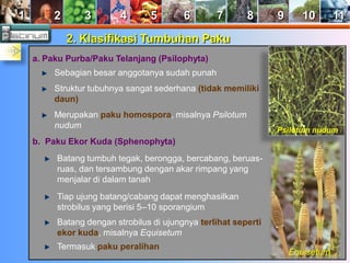 1 2 3 4 5 6 7 8 9 10 11 
2. Klasifikasi Tumbuhan Paku 
a. Paku Purba/Paku Telanjang (Psilophyta) 
Sebagian besar anggotanya sudah punah 
Struktur tubuhnya sangat sederhana (tidak memiliki 
daun) 
Merupakan paku homospora, misalnya Psilotum 
nudum 
b. Paku Ekor Kuda (Sphenophyta) 
Batang tumbuh tegak, berongga, bercabang, beruas-ruas, 
dan tersambung dengan akar rimpang yang 
menjalar di dalam tanah 
Tiap ujung batang/cabang dapat menghasilkan 
strobilus yang berisi 5–10 sporangium 
Batang dengan strobilus di ujungnya terlihat seperti 
ekor kuda, misalnya Equisetum 
Termasuk paku peralihan 
Psilotum nudum 
Equisetum 
 
