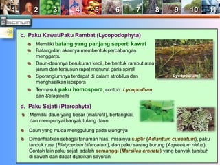 1 2 3 4 5 6 7 8 9 10 11 
c. Paku Kawat/Paku Rambat (Lycopodophyta) 
Memiliki batang yang panjang seperti kawat 
Batang dan akarnya membentuk percabangan 
menggarpu 
Daun-daunnya berukuran kecil, berbentuk rambut atau 
jarum dan tersusun rapat menurut garis spiral 
Sporangiumnya terdapat di dalam strobilus dan 
menghasilkan isospora 
Termasuk paku homospora, contoh: Lycopodium 
dan Selaginella 
d. Paku Sejati (Pterophyta) 
Memiliki daun yang besar (makrofil), bertangkai, 
dan mempunyai banyak tulang daun 
Lycopodium 
Daun yang muda menggulung pada ujungnya 
Dimanfaatkan sebagai tanaman hias, misalnya suplir (Adiantum cuneatum), paku 
tanduk rusa (Platycerium bifurcatum), dan paku sarang burung (Asplenium nidus). 
Contoh lain paku sejati adalah semanggi (Marsilea crenata) yang banyak tumbuh 
di sawah dan dapat dijadikan sayuran 
 