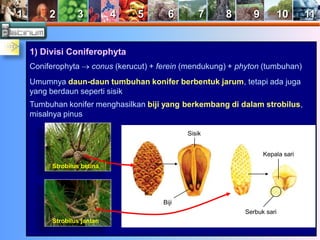 1 2 3 4 5 6 7 8 9 10 11 
1) Divisi Coniferophyta 
Coniferophyta  conus (kerucut) + ferein (mendukung) + phyton (tumbuhan) 
Umumnya daun-daun tumbuhan konifer berbentuk jarum, tetapi ada juga 
yang berdaun seperti sisik 
Tumbuhan konifer menghasilkan biji yang berkembang di dalam strobilus, 
misalnya pinus 
Biji 
Sisik 
Kepala sari 
Serbuk sari 
Strobilus betina 
Strobilus jantan 
 