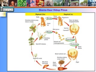 1 2 3 4 5 6 7 8 9 10 11 
Skema Daur Hidup Pinus 
 
