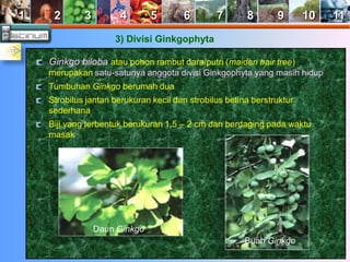 1 2 3 4 5 6 7 8 9 10 11 
3) Divisi Ginkgophyta 
Ginkgo biloba atau pohon rambut dara/putri (maiden hair tree) 
merupakan satu-satunya anggota divisi Ginkgophyta yang masih hidup 
Tumbuhan Ginkgo berumah dua 
Strobilus jantan berukuran kecil dan strobilus betina berstruktur 
sederhana 
Biji yang terbentuk berukuran 1,5 – 2 cm dan berdaging pada waktu 
masak 
Daun Ginkgo 
Buah Ginkgo 
 