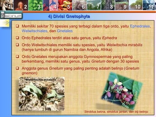 1 2 3 4 5 6 7 8 9 10 11 
4) Divisi Gnetophyta 
 Memiliki sekitar 70 spesies yang terbagi dalam tiga ordo, yaitu Ephedrales, 
Welwitschiales, dan Gnetales 
 Ordo Ephedrales terdiri atas satu genus, yaitu Ephedra 
 Ordo Welwitschiales memiliki satu spesies, yaitu Welwitschia mirabilis 
(hanya tumbuh di gurun Namibia dan Angola, Afrika) 
 Ordo Gnetales merupakan anggota Gymnospermae yang paling 
berkembang, memiliki satu genus, yaitu Gnetum dengan 30 spesies 
 Anggota genus Gnetum yang paling penting adalah belinjo (Gnetum 
gnemon) 
Strobilus betina, strobilus jantan, dan biji belinjo 
Welwitschia mirabilis 
 