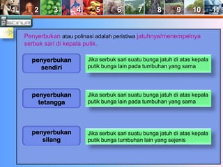 1 2 3 4 5 6 7 8 9 10 11 
Penyerbukan atau polinasi adalah peristiwa jatuhnya/menempelnya 
serbuk sari di kepala putik. 
penyerbukan 
sendiri 
Jika serbuk sari suatu bunga jatuh di atas kepala 
putik bunga lain pada tumbuhan yang sama 
penyerbukan 
tetangga 
Jika serbuk sari suatu bunga jatuh di atas kepala 
putik bunga lain pada tumbuhan yang sama 
penyerbukan 
silang 
Jika serbuk sari suatu bunga jatuh di atas kepala 
putik bunga tumbuhan lain yang sejenis 
 