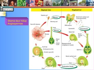 1 2 3 4 5 6 7 8 9 10 11 
Skema daur hidup 
Angiospermae 
 