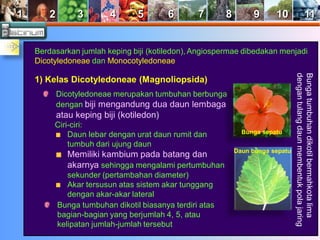 1 2 3 4 5 6 7 8 9 10 11 
Berdasarkan jumlah keping biji (kotiledon), Angiospermae dibedakan menjadi 
Dicotyledoneae dan Monocotyledoneae 
1) Kelas Dicotyledoneae (Magnoliopsida) 
Dicotyledoneae merupakan tumbuhan berbunga 
dengan biji mengandung dua daun lembaga 
atau keping biji (kotiledon) 
Ciri-ciri: 
Daun lebar dengan urat daun rumit dan 
tumbuh dari ujung daun 
Memiliki kambium pada batang dan 
akarnya sehingga mengalami pertumbuhan 
sekunder (pertambahan diameter) 
Akar tersusun atas sistem akar tunggang 
dengan akar-akar lateral 
Bunga tumbuhan dikotil biasanya terdiri atas 
bagian-bagian yang berjumlah 4, 5, atau 
kelipatan jumlah-jumlah tersebut 
Bunga sepatu 
Daun bunga sepatu 
Bunga tumbuhan dikotil bermahkota lima 
dengan tulang daun membentuk pola jaring 
 