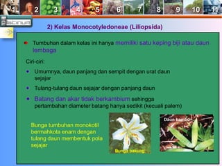 1 2 3 4 5 6 7 8 9 10 11 
2) Kelas Monocotyledoneae (Liliopsida) 
Tumbuhan dalam kelas ini hanya memiliki satu keping biji atau daun 
lembaga 
Ciri-ciri: 
Umumnya, daun panjang dan sempit dengan urat daun 
sejajar 
Tulang-tulang daun sejajar dengan panjang daun 
Batang dan akar tidak berkambium sehingga 
pertambahan diameter batang hanya sedikit (kecuali palem) 
Bunga tumbuhan monokotil 
bermahkota enam dengan 
tulang daun membentuk pola 
sejajar 
Bunga bakung 
Daun bambu 
 