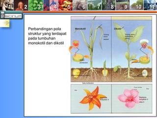 1 2 3 4 5 6 7 8 9 10 11 
Perbandingan pola 
struktur yang terdapat 
pada tumbuhan 
monokotil dan dikotil 

