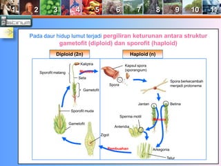 1 2 3 4 5 6 7 8 9 10 11 
Pada daur hidup lumut terjadi pergiliran keturunan antara struktur 
gametofit (diploid) dan sporofit (haploid) 
Sporofit matang 
Kaliptra 
Seta 
Gametofit 
Sporofit muda 
Gametofit 
Zigot 
Meiosis 
Kapsul spora 
(sporangium) 
Sperma motil 
Pembuahan Arkegonia 
Telur 
Meiosis 
Anteridia 
Jantan Betina 
Spora 
Spora berkecambah 
menjadi protonema 
Diploid (2n) Haploid (n) 
 