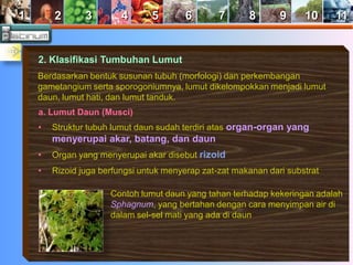 1 2 3 4 5 6 7 8 9 10 11 
2. Klasifikasi Tumbuhan Lumut 
Berdasarkan bentuk susunan tubuh (morfologi) dan perkembangan 
gametangium serta sporogoniumnya, lumut dikelompokkan menjadi lumut 
daun, lumut hati, dan lumut tanduk. 
a. Lumut Daun (Musci) 
• Struktur tubuh lumut daun sudah terdiri atas organ-organ yang 
menyerupai akar, batang, dan daun 
• Organ yang menyerupai akar disebut rizoid 
• Rizoid juga berfungsi untuk menyerap zat-zat makanan dari substrat 
Contoh lumut daun yang tahan terhadap kekeringan adalah 
Sphagnum, yang bertahan dengan cara menyimpan air di 
dalam sel-sel mati yang ada di daun 
 