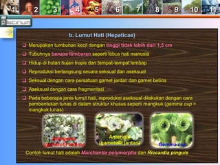 1 2 3 4 5 6 7 8 9 10 11 
b. Lumut Hati (Hepaticae) 
 Merupakan tumbuhan kecil dengan tinggi tidak lebih dari 1,5 cm 
 Tubuhnya berupa lembaran seperti lobus hati manusia 
 Hidup di hutan hujan tropis dan tempat-tempat lembap 
 Reproduksi berlangsung secara seksual dan aseksual 
 Seksual dengan cara persatuan gamet jantan dan gamet betina 
 Aseksual dengan cara fragmentasi 
 Pada beberapa jenis lumut hati, reproduksi aseksual dilakukan dengan cara 
pembentukan tunas di dalam struktur khusus seperti mangkuk (gemma cup = 
mangkuk tunas) 
Arkegonia 
(gametofit betina) 
Anteridia 
(gametofit jantan) Gemma cup 
Contoh lumut hati adalah Marchantia polymorpha dan Riccardia pinguis 
 