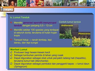 11 22 33 44 55 66 77 88 99 1100 1111 
b. Lumut Tanduk 
Memiliki generasi sporofit menyerupai 
tanduk dengan panjang 0,5 – 12 cm 
Memiliki sekitar 100 spesies yang terdapat 
di seluruh dunia, terutama di hutan hujan 
tropis 
Tempat hidup ® tanah lembap, tepi 
danau, dan tepi sungai 
Manfaat Lumut 
Contoh lumut tanduk 
Anthoceros 
Phaeoceros 
Produsen bagi hewan-hewan kecil 
Sebagai tumbuhan perintis di lahan yang rusak 
Dapat digunakan sebagai obat untuk penyakit radang hati (hepatitis), 
terutama lumut hati (Marchantia) 
Dapat digunakan sebagai pembalut dan pengganti kapas ® lumut daun 
(Sphagnum) 
 