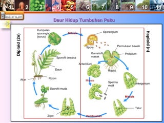 11 22 33 44 55 66 77 88 99 1100 1111 
DDaauurr HHiidduupp TTuummbbuuhhaann PPaakkuu 
Spora 
Sporangium 
Permukaan bawah 
Gametofit Protalium 
masak 
Rizoid 
Arkegonium 
Anteridium 
Sperma 
motil 
Telur 
Akar Rizom 
Sporofit dewasa 
Sporofit muda 
Zigot 
Daun 
Kumpulan 
sporangia 
(sorus) 
Mitosis 
Mitosis 
Mitosis 
Pembuahan 
Diploid (2n) 
Haploid (n) 
 