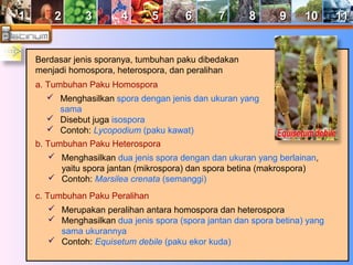 11 22 33 44 55 66 77 88 99 1100 1111 
Berdasar jenis sporanya, tumbuhan paku dibedakan 
menjadi homospora, heterospora, dan peralihan 
a. Tumbuhan Paku Homospora 
 Menghasilkan spora dengan jenis dan ukuran yang 
sama 
 Disebut juga isospora 
 Contoh: Lycopodium (paku kawat) 
b. Tumbuhan Paku Heterospora 
 Menghasilkan dua jenis spora dengan dan ukuran yang berlainan, 
yaitu spora jantan (mikrospora) dan spora betina (makrospora) 
 Contoh: Marsilea crenata (semanggi) 
c. Tumbuhan Paku Peralihan 
 Merupakan peralihan antara homospora dan heterospora 
 Menghasilkan dua jenis spora (spora jantan dan spora betina) yang 
sama ukurannya 
 Contoh: Equisetum debile (paku ekor kuda) 
 