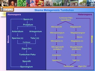 11 22 33 44 55 66 77 88 99 1100 1111 
Skema Metagenesis Tumbuhan 
Homospora Paku 
Spora (n) 
Protalium 
Anteridium Arkegonium 
Sperma (n) Telur (n) 
Fertilisasi 
Zigot (2n) 
Tumbuhan Paku 
Sporofit 
Sporangium 
Meiosis 
Heterospora 
Tumbuhan Paku 
(sporofit/2n) 
Mikrosporofil Megasporofil 
Mikrosporangium Megasporangium 
Meiosis Meiosis 
Mikrospora (n) Megaspora (n) 
Mikrogametofit 
(protalium) 
Megagametofit 
(protalium) 
Anteridium Arkegonium 
Sperma (n) Telur (n) 
Pembuahan Zigot (2n) 
Mitosis 
 
