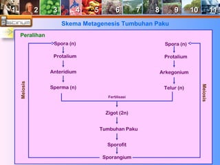 11 22 33 44 55 66 77 88 99 1100 1111 
Skema Metagenesis Tumbuhan Paku 
Peralihan 
Spora (n) 
Protalium 
Anteridium 
Sperma (n) 
Meiosis 
Spora (n) 
Protalium 
Arkegonium 
Telur (n) 
Fertilisasi 
Zigot (2n) 
Tumbuhan Paku 
Sporofit 
Sporangium 
Meiosis 
 