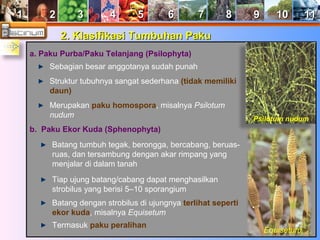 11 22 33 44 55 66 77 88 99 1100 1111 
22.. KKllaassiiffiikkaassii TTuummbbuuhhaann PPaakkuu 
a. Paku Purba/Paku Telanjang (Psilophyta) 
Sebagian besar anggotanya sudah punah 
Struktur tubuhnya sangat sederhana (tidak memiliki 
daun) 
Merupakan paku homospora, misalnya Psilotum 
nudum 
b. Paku Ekor Kuda (Sphenophyta) 
Batang tumbuh tegak, berongga, bercabang, beruas-ruas, 
dan tersambung dengan akar rimpang yang 
Psilotum nudum 
menjalar di dalam tanah 
Tiap ujung batang/cabang dapat menghasilkan 
strobilus yang berisi 5–10 sporangium 
Batang dengan strobilus di ujungnya terlihat seperti 
ekor kuda, misalnya Equisetum 
Termasuk paku peralihan Equisetum 
 
