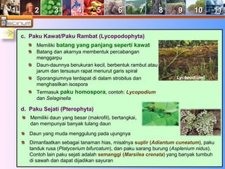 11 22 33 44 55 66 77 88 99 1100 1111 
c. Paku Kawat/Paku Rambat (Lycopodophyta) 
Memiliki batang yang panjang seperti kawat 
Batang dan akarnya membentuk percabangan 
menggarpu 
Daun-daunnya berukuran kecil, berbentuk rambut atau 
jarum dan tersusun rapat menurut garis spiral 
Sporangiumnya terdapat di dalam strobilus dan 
menghasilkan isospora 
Termasuk paku homospora, contoh: Lycopodium 
dan Selaginella 
d. Paku Sejati (Pterophyta) 
Lycopodium 
Memiliki daun yang besar (makrofil), bertangkai, 
dan mempunyai banyak tulang daun 
Daun yang muda menggulung pada ujungnya 
Dimanfaatkan sebagai tanaman hias, misalnya suplir (Adiantum cuneatum), paku 
tanduk rusa (Platycerium bifurcatum), dan paku sarang burung (Asplenium nidus). 
Contoh lain paku sejati adalah semanggi (Marsilea crenata) yang banyak tumbuh 
di sawah dan dapat dijadikan sayuran 
 