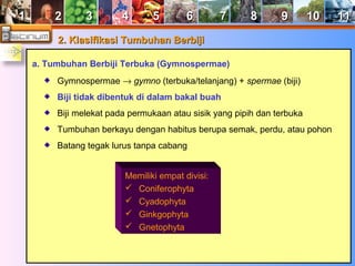 11 22 33 44 55 66 77 88 99 1100 1111 
22.. KKllaassiiffiikkaassii TTuummbbuuhhaann BBeerrbbiijjii 
a. Tumbuhan Berbiji Terbuka (Gymnospermae) 
Gymnospermae ® gymno (terbuka/telanjang) + spermae (biji) 
Biji tidak dibentuk di dalam bakal buah 
Biji melekat pada permukaan atau sisik yang pipih dan terbuka 
Tumbuhan berkayu dengan habitus berupa semak, perdu, atau pohon 
Batang tegak lurus tanpa cabang 
Memiliki empat divisi: 
 Coniferophyta 
 Cyadophyta 
 Ginkgophyta 
 Gnetophyta 
 
