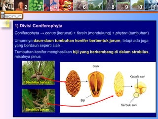 11 22 33 44 55 66 77 88 99 1100 1111 
1) Divisi Coniferophyta 
Coniferophyta ® conus (kerucut) + ferein (mendukung) + phyton (tumbuhan) 
Umumnya daun-daun tumbuhan konifer berbentuk jarum, tetapi ada juga 
yang berdaun seperti sisik 
Tumbuhan konifer menghasilkan biji yang berkembang di dalam strobilus, 
misalnya pinus 
Biji 
Sisik 
Kepala sari 
Serbuk sari 
Strobilus betina 
Strobilus jantan 
 