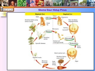 11 22 33 44 55 66 77 88 99 1100 1111 
Skema Daur Hidup Pinus 
 